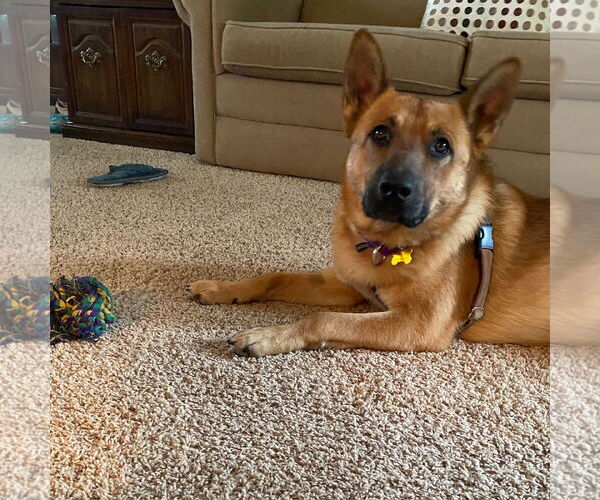 Medium Photo #5 German Shepherd Dog-Unknown Mix Puppy For Sale in Fargo, ND, USA