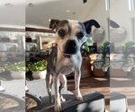 Small #4 Boston Terrier-Italian Greyhound Mix