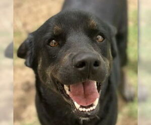 Labbe Dogs for adoption in Canton, CT, USA