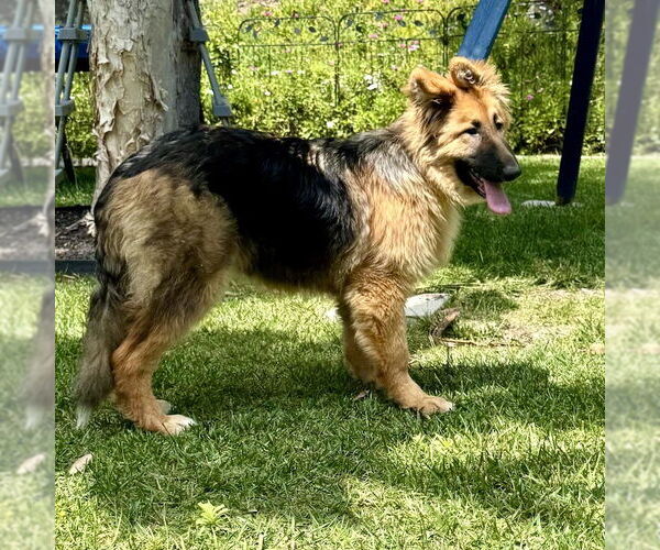 Medium Photo #5 German Shepherd Dog-Unknown Mix Puppy For Sale in San Juan Capistrano, CA, USA