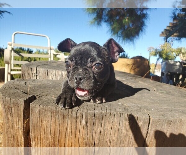 Medium Photo #3 French Bulldog Puppy For Sale in SANTA CLARITA, CA, USA