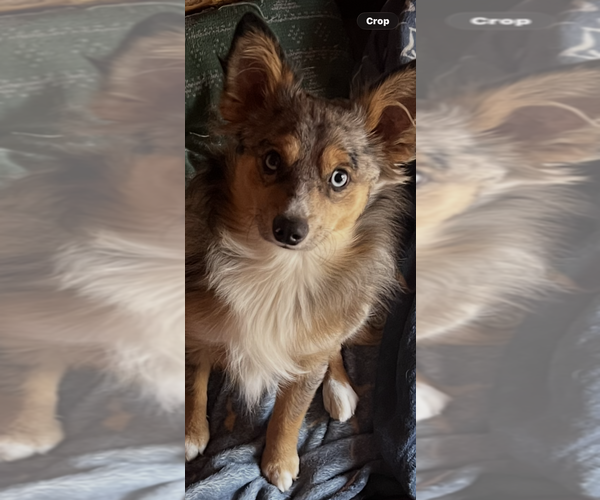 Medium Photo #1 Miniature Australian Shepherd Puppy For Sale in TAFT, TX, USA