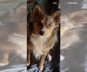 Miniature Australian Shepherd Puppy for sale in TAFT, TX, USA