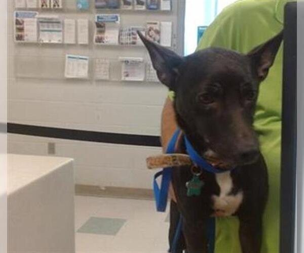 Medium Photo #1 Cardigan Welsh Corgi-Chihuahua Mix Puppy For Sale in Oklahoma City, OK, USA