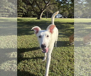 Cooper/Nieve - Male Siberian Husky-Unknown Mix Dog for Adoption - Photo #4