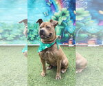 Small #4 Staffordshire Bull Terrier Mix