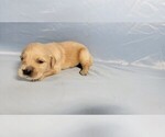 Small #8 Golden Retriever