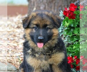 German Shepherd Dog Puppy for sale in LANCASTER, PA, USA