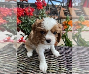 Cavalier King Charles Spaniel Puppy for sale in TEMPLETON, CA, USA