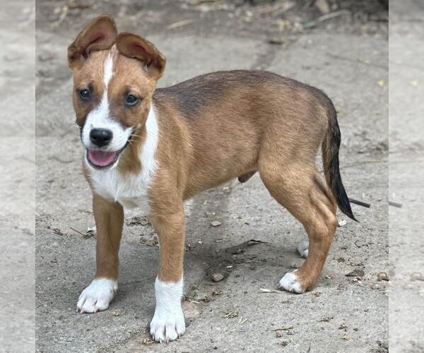 Medium Photo #3 Labrador Retriever-Unknown Mix Puppy For Sale in Yardley, PA, USA