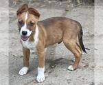 Small #2 Labrador Retriever Mix