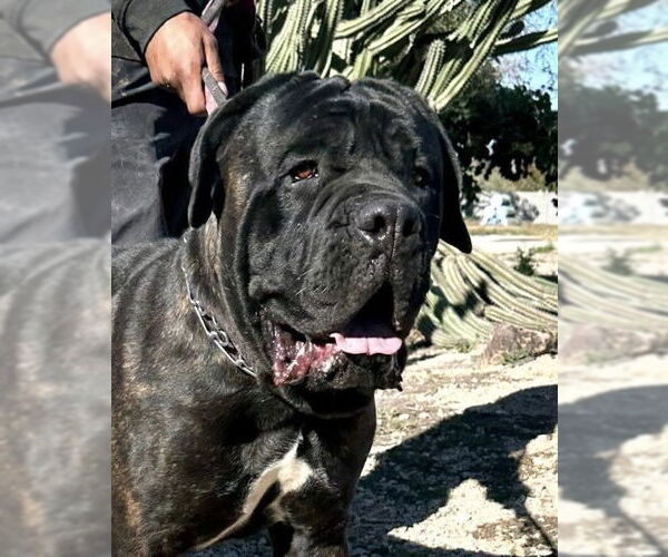 Medium Photo #1 Mastiff Puppy For Sale in Goodyear, AZ, USA