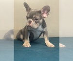 Small Photo #4 French Bulldog Puppy For Sale in WINTER PARK, FL, USA