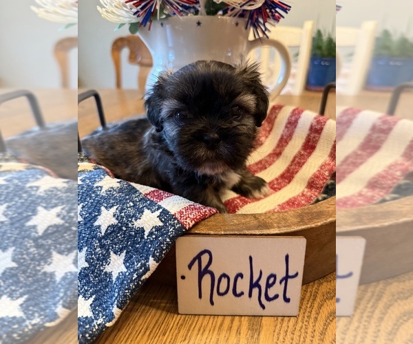 Medium Photo #1 Poodle (Miniature)-Zuchon Mix Puppy For Sale in HTFD, CT, USA