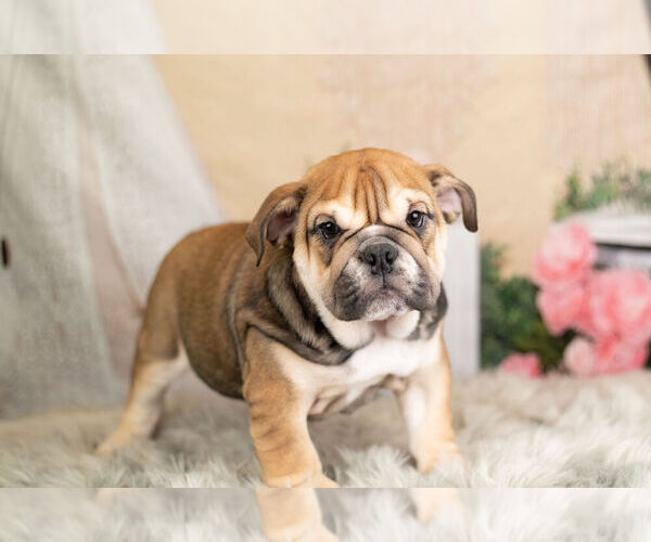 Medium Photo #10 English Bulldog Puppy For Sale in WARSAW, IN, USA