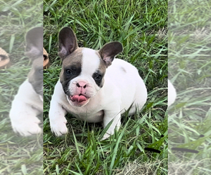 French Bulldog Puppy for sale in SEBRING, FL, USA