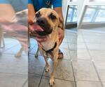Small Pug Mix