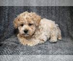 Small Photo #4 Bichpoo Puppy For Sale in LEOLA, PA, USA