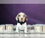 Small Photo #8 Dachshund Puppy For Sale in WARSAW, IN, USA