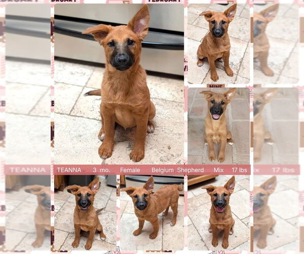 Medium Photo #1 Mutt Puppy For Sale in Mesa, AZ, USA