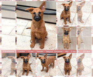 Mutt Dogs for adoption in Mesa, AZ, USA