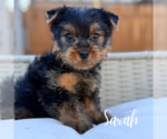 Small #4 Yorkshire Terrier