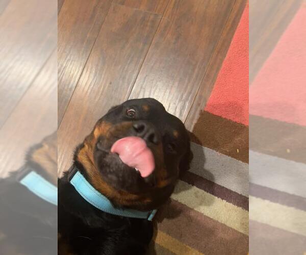 Medium Photo #5 Rottweiler Puppy For Sale in Orange Grove, TX, USA