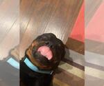 Small #4 Rottweiler