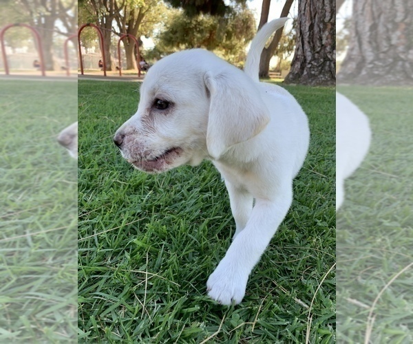 Medium Photo #6 Labrador Retriever Puppy For Sale in AZUSA, CA, USA