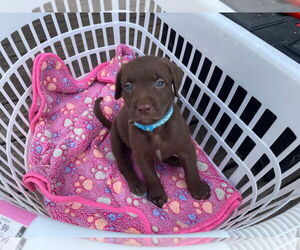 Mutt Dogs for adoption in Minneapolis, MN, USA
