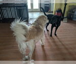 Small #1 Golden Retriever