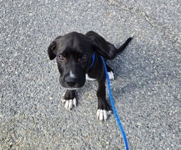 Medium Photo #1 Labrador Retriever-Unknown Mix Puppy For Sale in Glen Allen, VA, USA