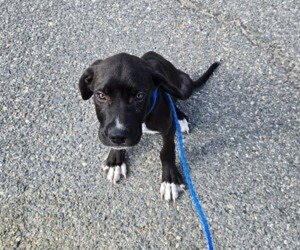 Labrador Retriever-Unknown Mix Dogs for adoption in Glen Allen, VA, USA