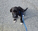 PR 52 Life is a Highway - Male Labrador Retriever-Unknown Mix Dog for Adoption - Small photo