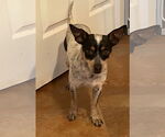 Small #1 Toy Fox Terrier Mix