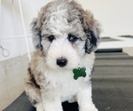 Puppy Lagos Sheepadoodle