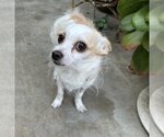 Small Photo #6 Chihuahua Puppy For Sale in Dana Point, CA, USA