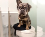 Small #1 French Bulldog