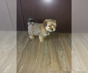 Yorkshire Terrier Puppy for sale in LAPEER, MI, USA