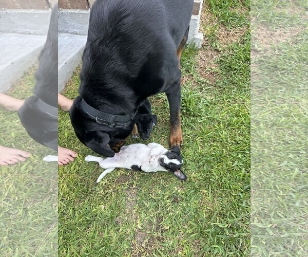 Medium Photo #8 Jack Russell Terrier-Unknown Mix Puppy For Sale in The Woodlands, TX, USA