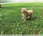 Small Photo #9 Goldendoodle Puppy For Sale in FAIR GROVE, MO, USA