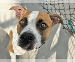 HONEY BUN - Female Mutt Dog for Adoption - Photo #2