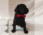 Small Photo #7 Poodle (Standard) Puppy For Sale in LAND O LAKES, FL, USA