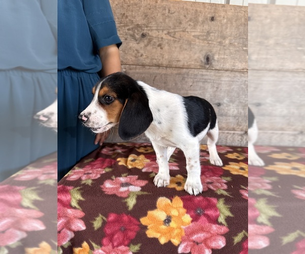 Medium Photo #5 Beagle Puppy For Sale in VERMONTVILLE, MI, USA