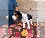 Small #4 Beagle