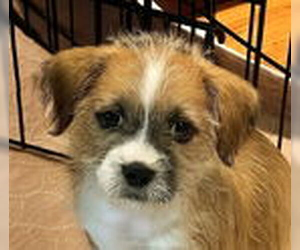 Medium Photo #2 Border Terrier-Unknown Mix Puppy For Sale in Fremont, CA, USA