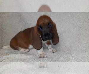 Basset Hound Puppy for sale in SALEM, WV, USA