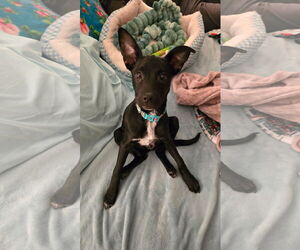 Labrador Retriever-Unknown Mix Dogs for adoption in Sykesville, MD, USA