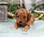 Small #2 Poodle (Miniature)