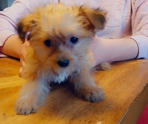 Yorkipoo Puppy for sale in BURLINGTON, MA, USA